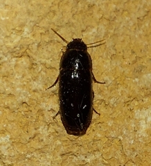 Pseudomorpha