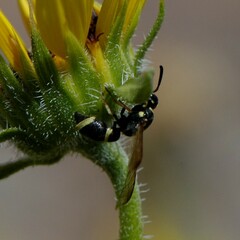 Parancistrocerus rectangulis
