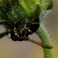 Parancistrocerus rectangulis