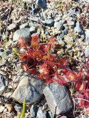 Drosera rotundifolia