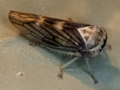 Populicerus formosus