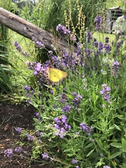 Colias interior image