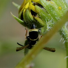 Parancistrocerus rectangulis