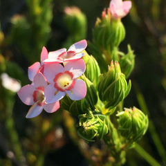 Erica fastigiata