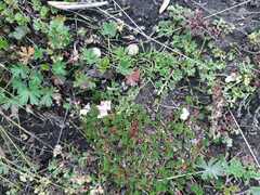 Alchemilla orbiculata