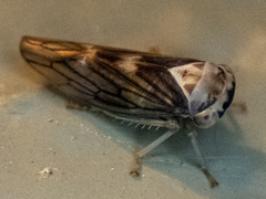 Populicerus formosus