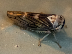 Populicerus formosus