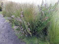 Valeriana microphylla
