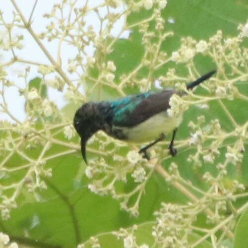 Variable Sunbird
