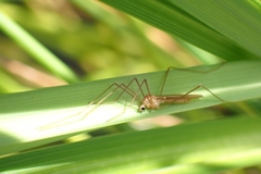Erioptera