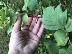 Crataegus sanguinea
