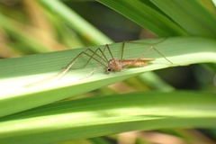 Erioptera