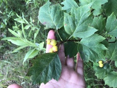 Crataegus sanguinea