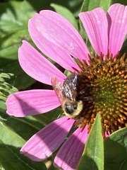 Bombus griseocollis