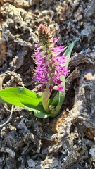 Lachenalia splendida