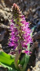 Lachenalia splendida