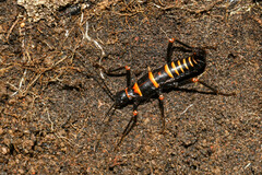 Monticomorpha flavolimbata