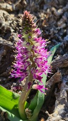 Lachenalia splendida