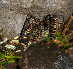 Monticomorpha flavolimbata