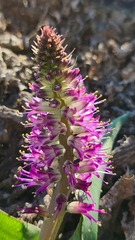 Lachenalia splendida