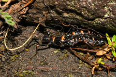 Monticomorpha flavolimbata