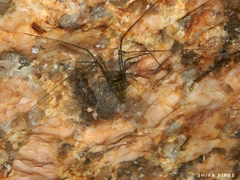 Goniosoma roridum