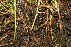 Monticomorpha flavolimbata