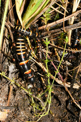 Monticomorpha flavolimbata