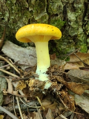 Lactarius croceus