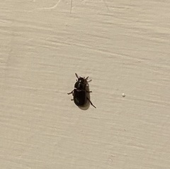 Polyphaga