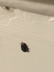 Polyphaga