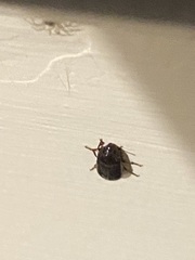 Polyphaga