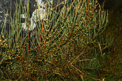 Ephedra rupestris