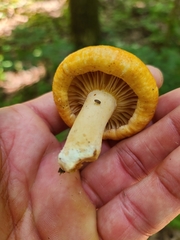 Lactarius croceus
