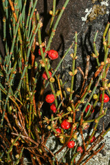 Ephedra rupestris