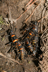 Monticomorpha flavolimbata