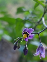 Solanum dulcamara