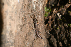 Monticomorpha flavolimbata