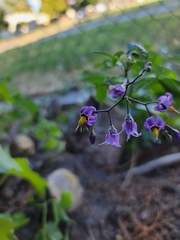 Solanum dulcamara