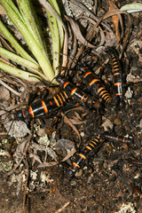 Monticomorpha flavolimbata