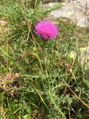 Carduus defloratus carlinifolius