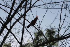 Cardinalis cardinalis mariae