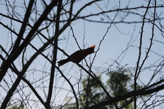 Cardinalis cardinalis mariae