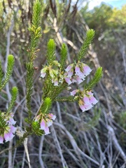 Erica viscaria