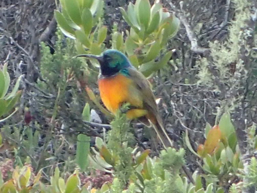 Orange-breasted Sunbird (Anthobaphes violacea), photo 2