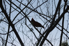 Cardinalis cardinalis mariae