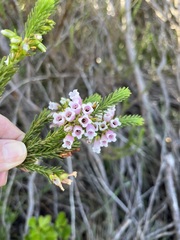 Erica viscaria