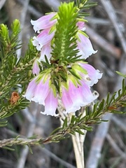 Erica viscaria