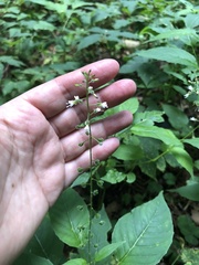 Circaea canadensis quadrisulcata
