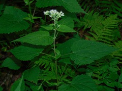 Ageratina roanensis